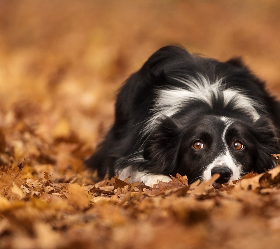 Обои глаза, листья, взгляд, осень, собака, лежит, бордер-колли, eyes, leaves, look, autumn, dog, lies, the border collie разрешение 1920x1080 Загрузить