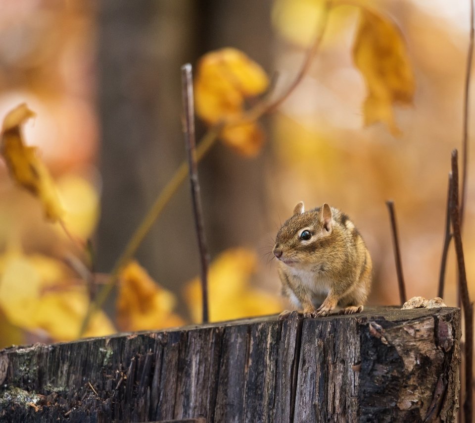 Обои лес, ветки, осень, пень, бурундук, грызун, forest, branches, autumn, stump, chipmunk, rodent разрешение 2048x1518 Загрузить