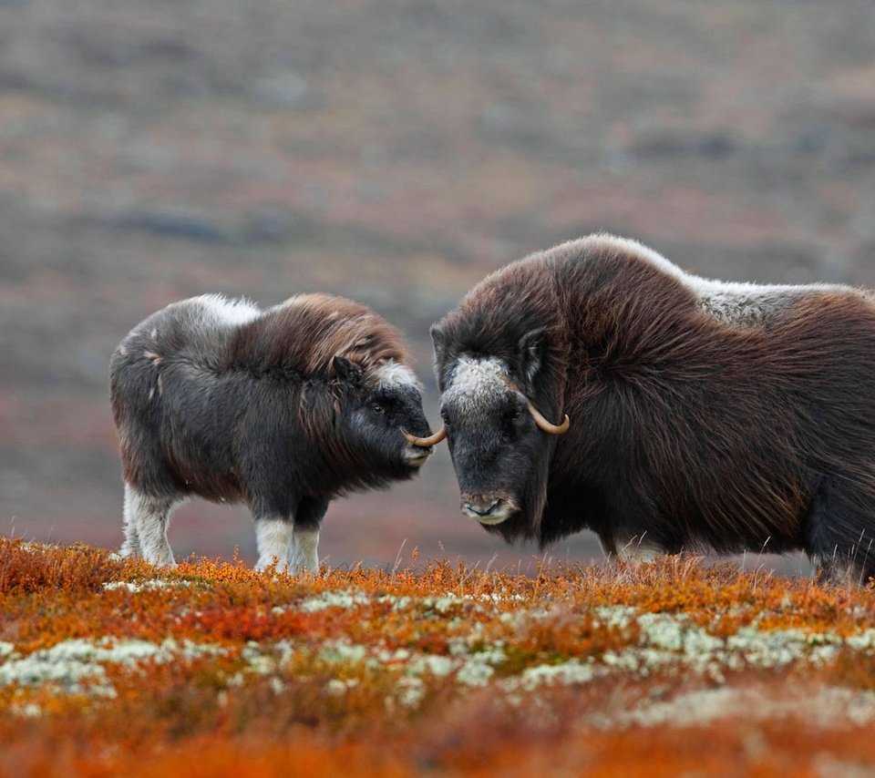 Обои рога, детеныш, бизон, овцебык, зубр, horns, cub, buffalo, musk ox, bison разрешение 1920x1080 Загрузить