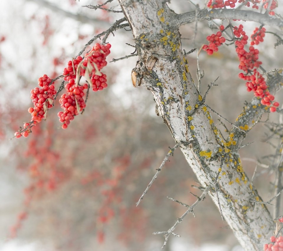 Обои природа, дерево, зима, ветки, размытость, ягоды, nature, tree, winter, branches, blur, berries разрешение 1920x1200 Загрузить