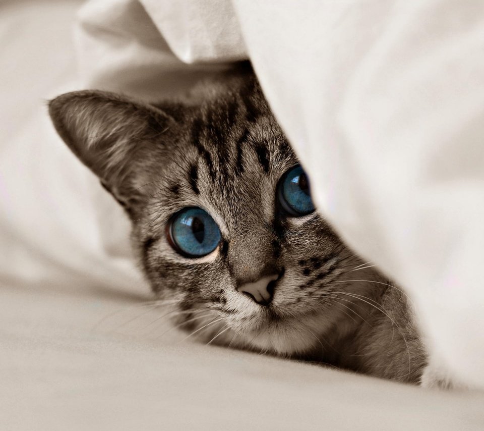 Обои кот, мордочка, усы, кошка, взгляд, котенок, голубые глаза, cat, muzzle, mustache, look, kitty, blue eyes разрешение 3840x2400 Загрузить