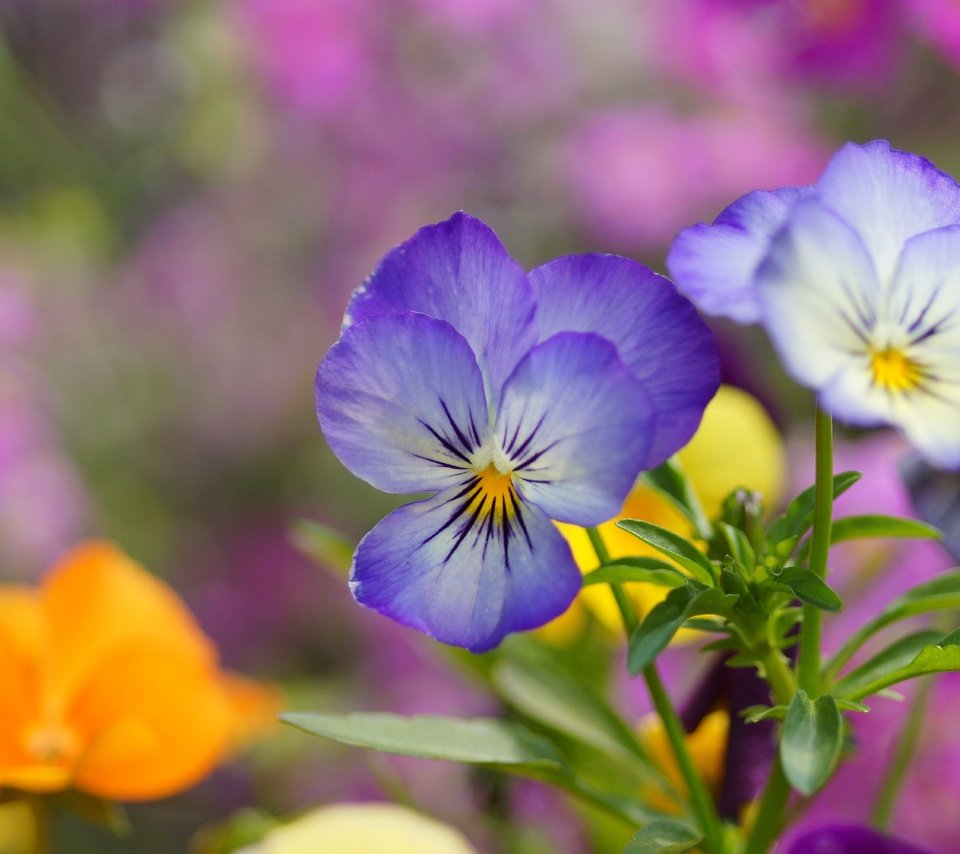 Обои цветы, лепестки, размытость, анютины глазки, фиалки, виола, flowers, petals, blur, pansy, violet, viola разрешение 6000x4000 Загрузить