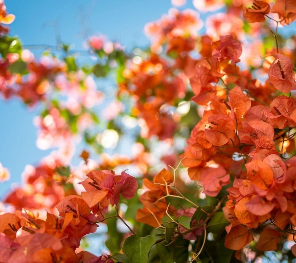 Обои цветы, ветки, лепестки, красные, бугенвиллея, flowers, branches, petals, red, bougainvillea разрешение 1920x1200 Загрузить