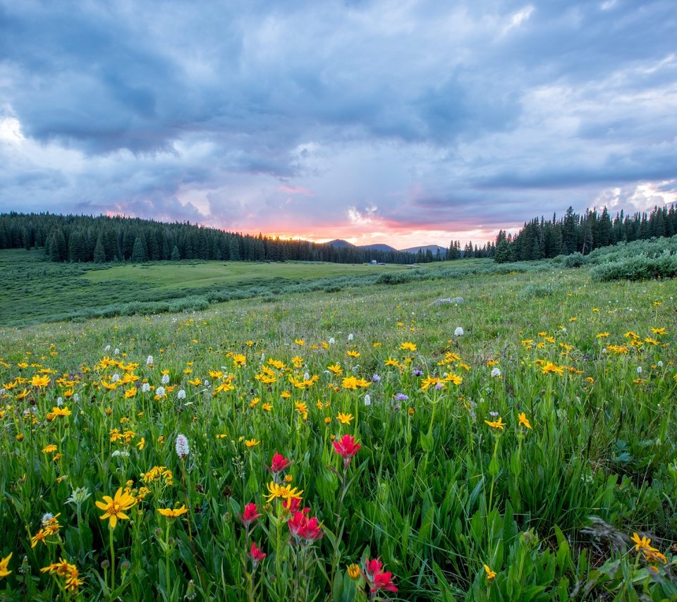 Обои небо, цветы, трава, облака, лес, поле, полевые цветы, the sky, flowers, grass, clouds, forest, field, wildflowers разрешение 5745x3830 Загрузить