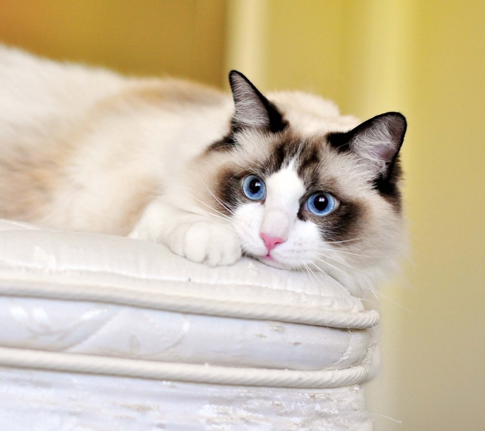 Обои кот, кошка, взгляд, голубые глаза, рэгдолл, cat, look, blue eyes, ragdoll разрешение 1920x1200 Загрузить