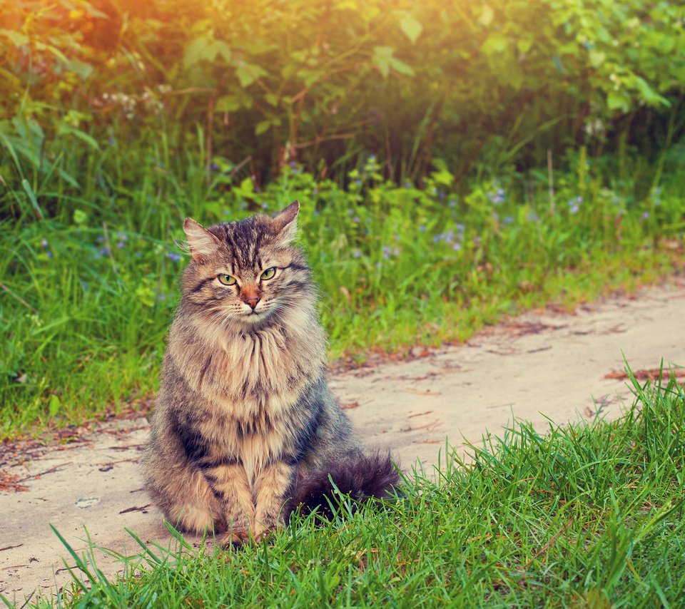 Обои трава, зелень, кот, мордочка, усы, кошка, grass, greens, cat, muzzle, mustache разрешение 2880x1800 Загрузить