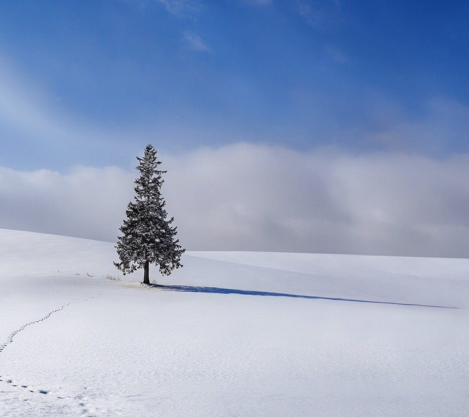 Обои небо, облака, снег, елка, зима, ель, следы, the sky, clouds, snow, tree, winter, spruce, traces разрешение 1920x1080 Загрузить