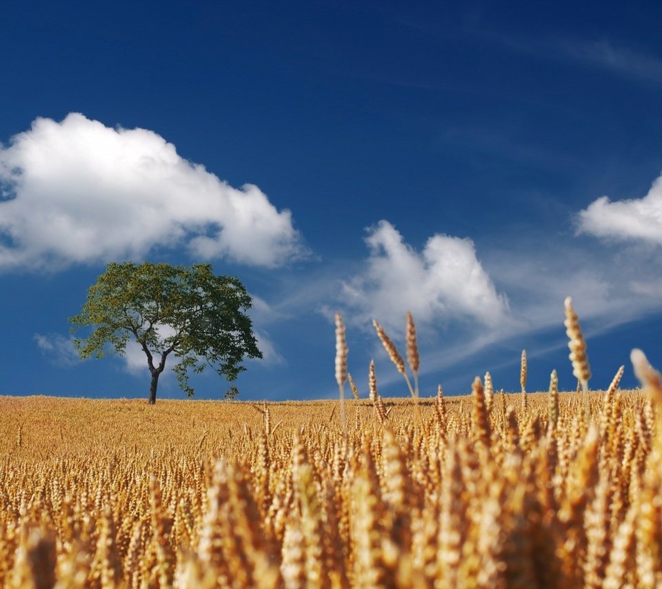 Обои небо, облака, дерево, поле, горизонт, колосья, пшеница, пшеничное поле, the sky, clouds, tree, field, horizon, ears, wheat, wheat field разрешение 1920x1089 Загрузить