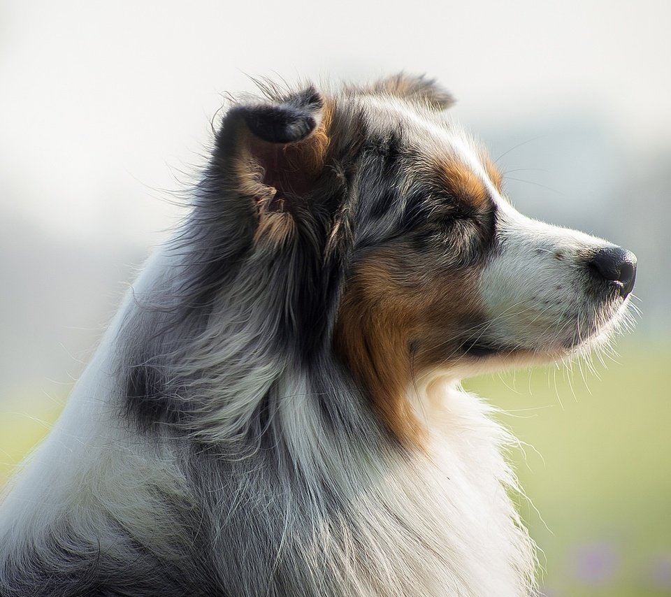 Обои мордочка, взгляд, собака, профиль, австралийская овчарка, muzzle, look, dog, profile, australian shepherd разрешение 1921x1081 Загрузить