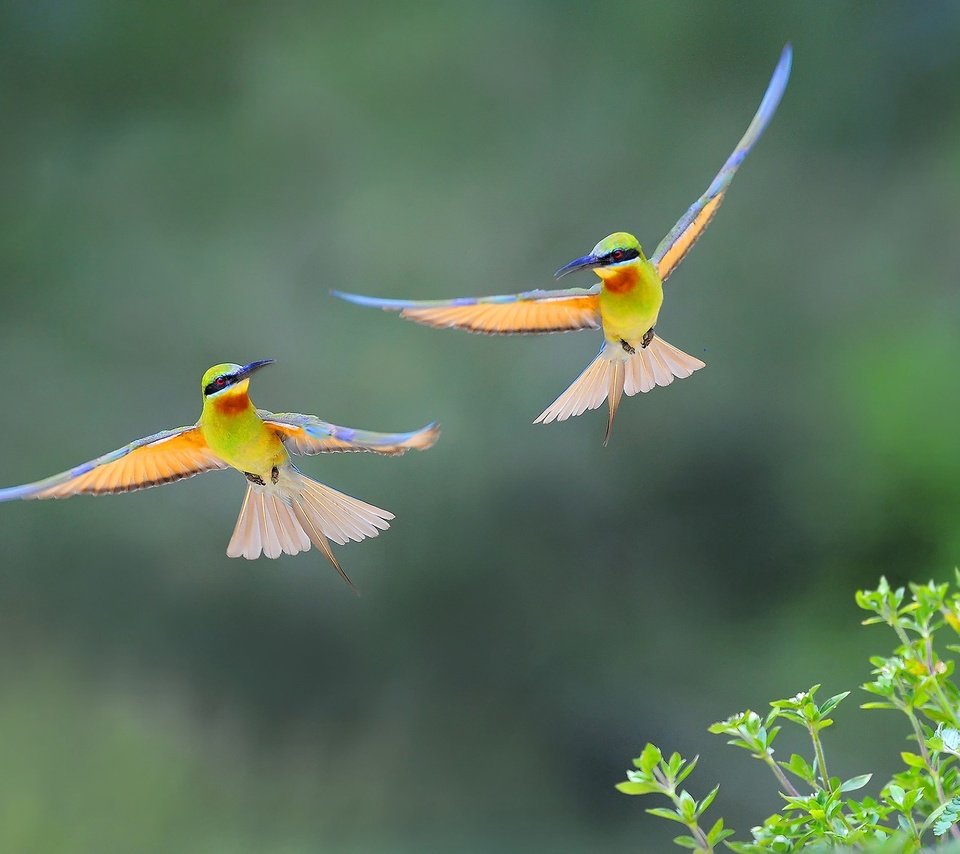 Обои полет, крылья, птицы, пчелоед, золотистая щурка, flight, wings, birds, peeled, european bee-eater разрешение 2048x1363 Загрузить