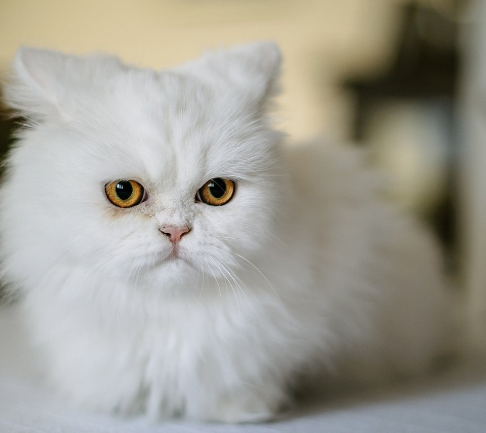 Обои мордочка, кошка, взгляд, белая, персидская кошка, muzzle, cat, look, white, persian cat разрешение 1920x1200 Загрузить
