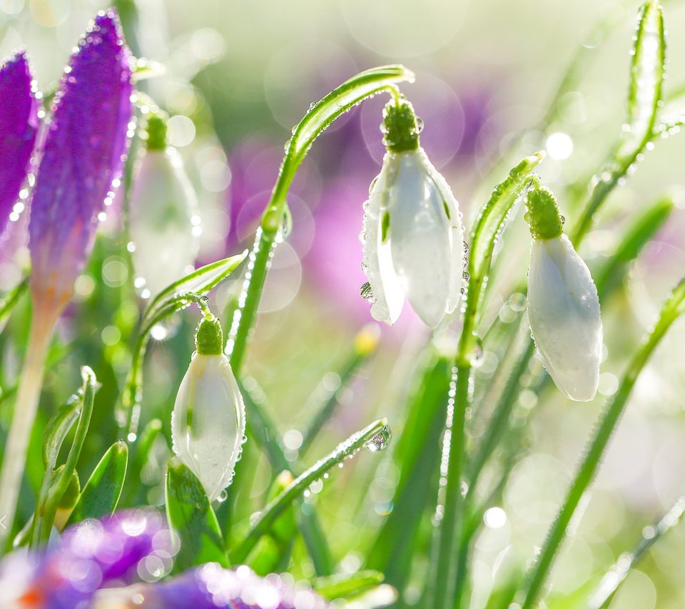 Обои цветы, капли, весна, белые, подснежники, капельки росы, flowers, drops, spring, white, snowdrops, drops of dew разрешение 1920x1200 Загрузить