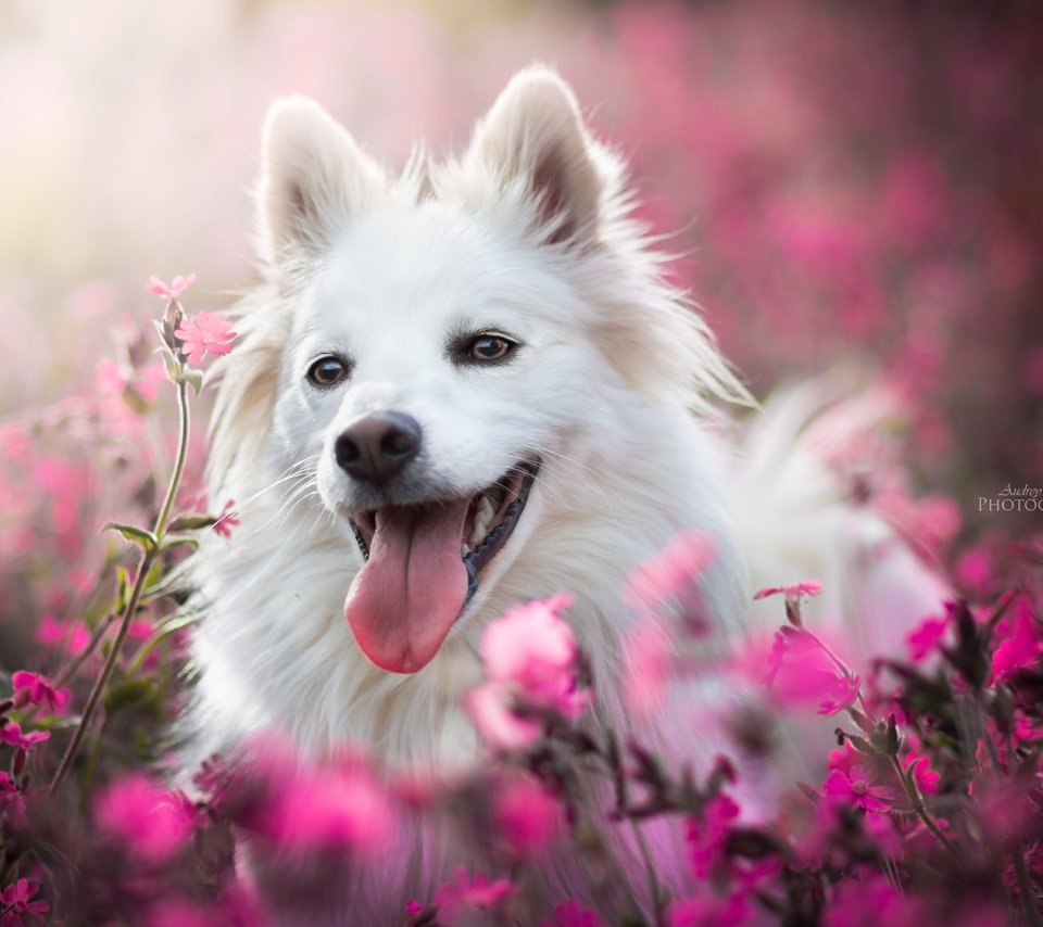 Обои морда, цветы, собака, радость, язык, боке, face, flowers, dog, joy, language, bokeh разрешение 6000x4000 Загрузить