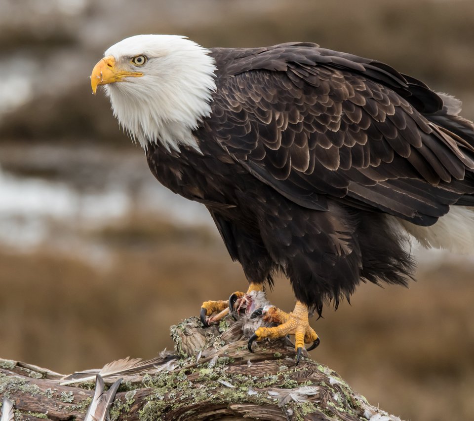 Обои орел, птица, клюв, перья, орлан, белоголовый орлан, eagle, bird, beak, feathers, orlan, bald eagle разрешение 3840x2400 Загрузить