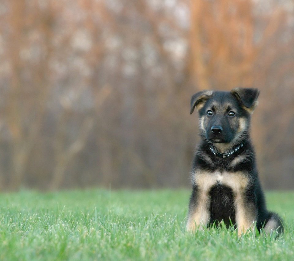 Обои трава, собака, щенок, ошейник, немецкая овчарка, овчарка, grass, dog, puppy, collar, german shepherd, shepherd разрешение 1920x1200 Загрузить