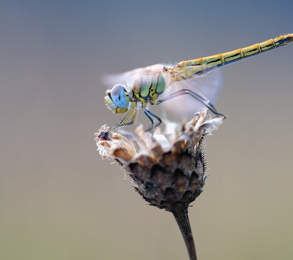 Обои макро, насекомое, цветок, крылья, стрекоза, растение, сухой, macro, insect, flower, wings, dragonfly, plant, dry разрешение 1920x1279 Загрузить