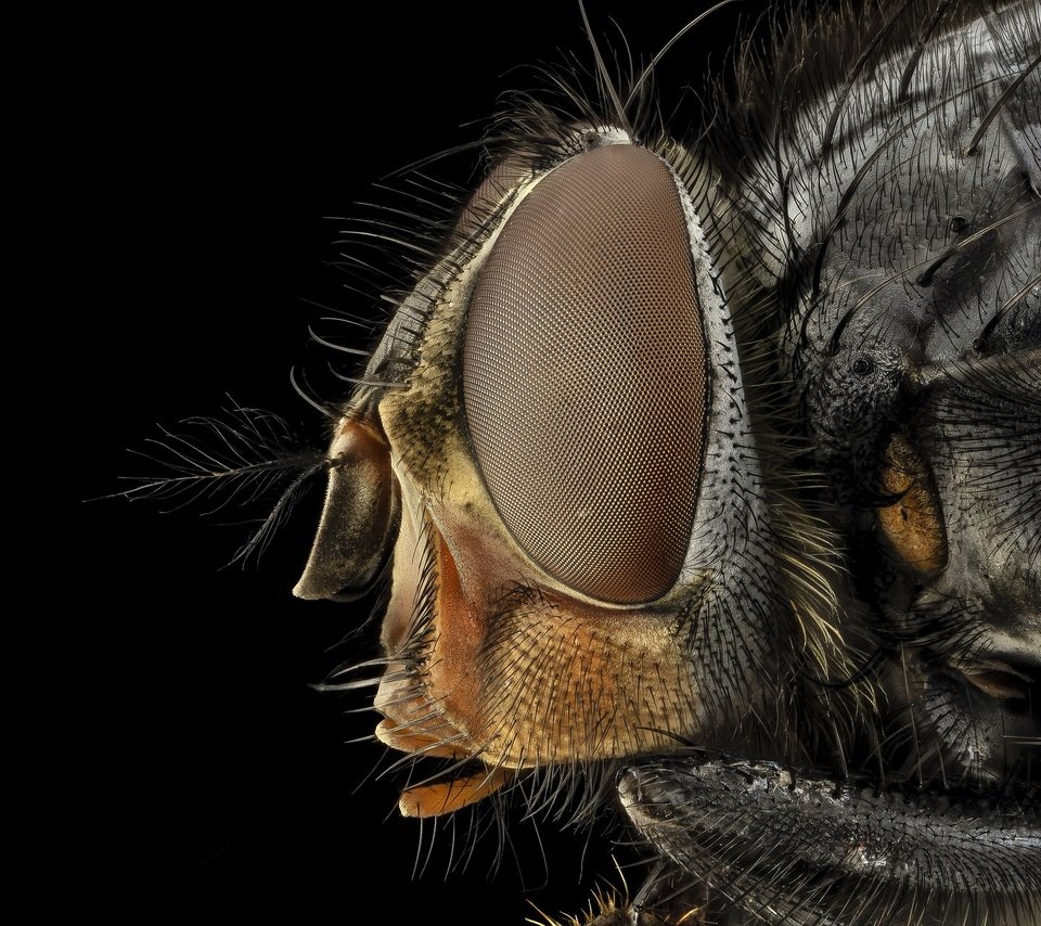 Обои глаза, макро, насекомое, черный фон, муха, крупным планом, eyes, macro, insect, black background, fly, closeup разрешение 1920x1280 Загрузить