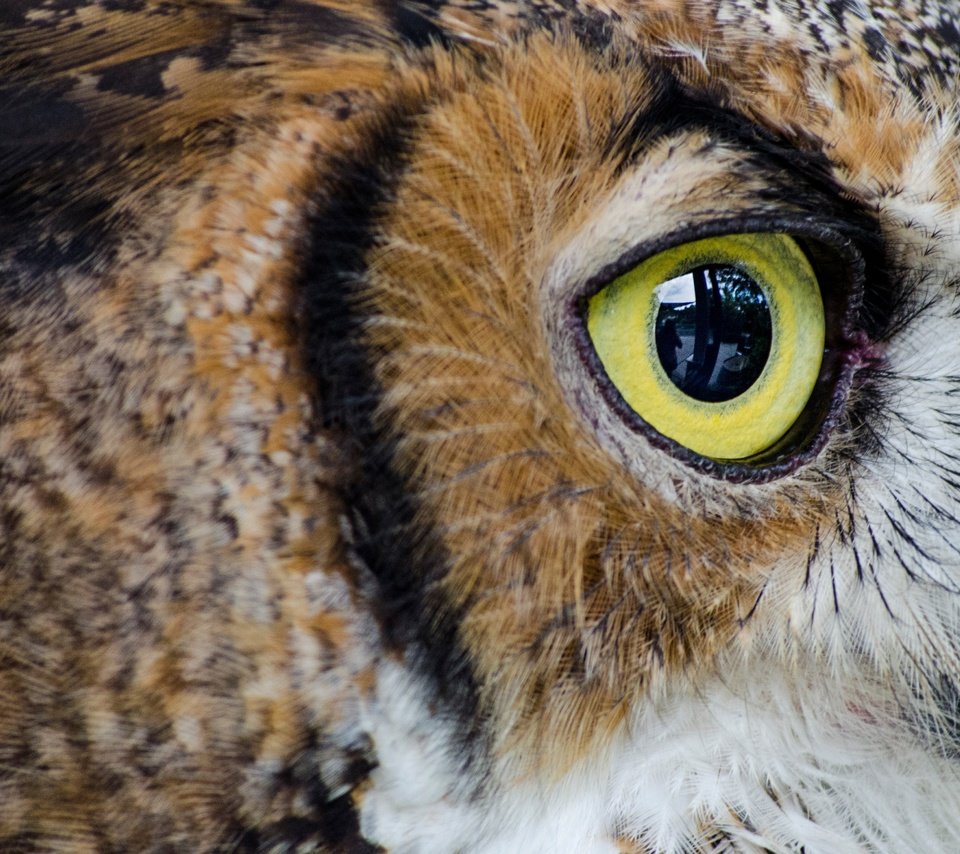 Обои сова, птица, глаз, крупным планом, owl, bird, eyes, closeup разрешение 4466x2977 Загрузить
