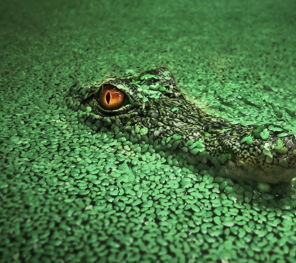 Обои вода, крокодил, водоросли, рептилия, ряска, пресмыкающиеся, water, crocodile, algae, reptile, duckweed, reptiles разрешение 1920x1200 Загрузить