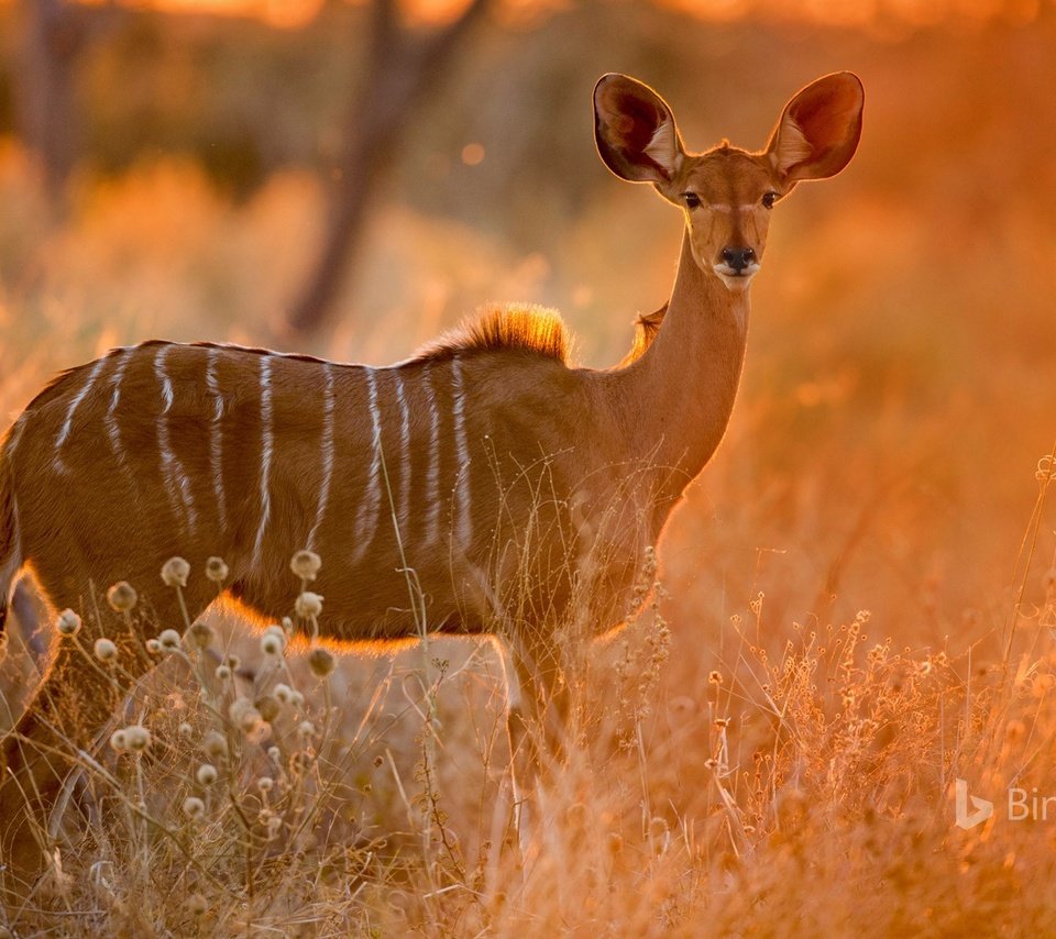 Обои трава, африка, саванна, антилопа, ботсвана, куду, малый куду, grass, africa, savannah, antelope, botswana разрешение 1920x1200 Загрузить