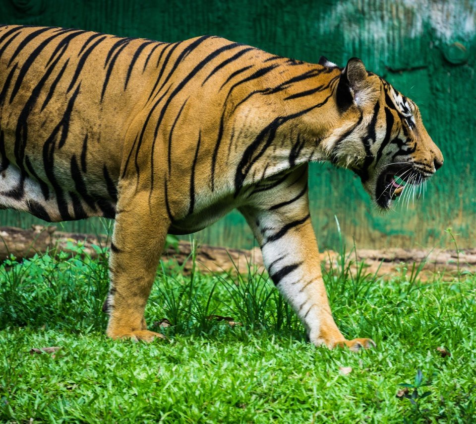 Обои тигр, трава, клыки, хищник, профиль, большая кошка, tiger, grass, fangs, predator, profile, big cat разрешение 6000x4000 Загрузить