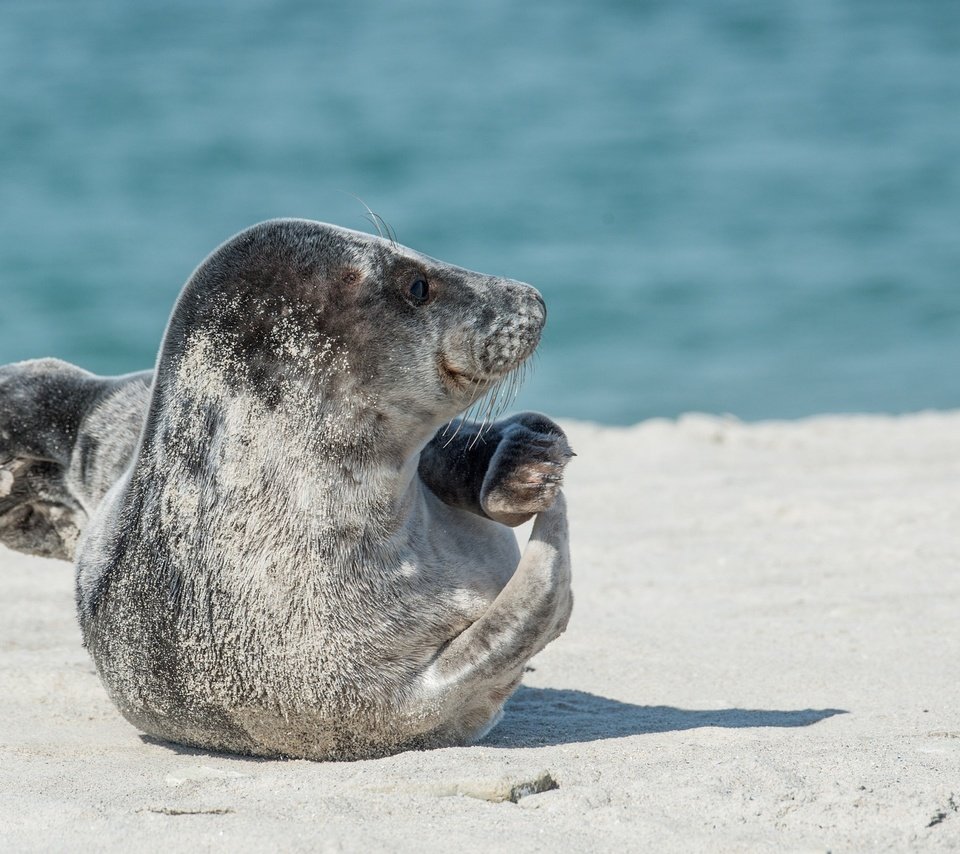 Обои тюлень, дикая природа, морской котик, ласты, seal, wildlife, navy seal, fins разрешение 1920x1281 Загрузить