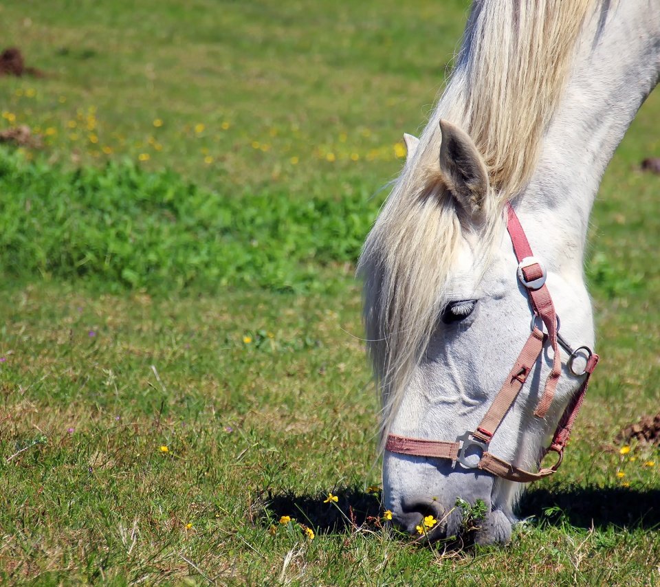 Обои лошадь, трава, конь, грива, horse, grass, mane разрешение 5184x3456 Загрузить