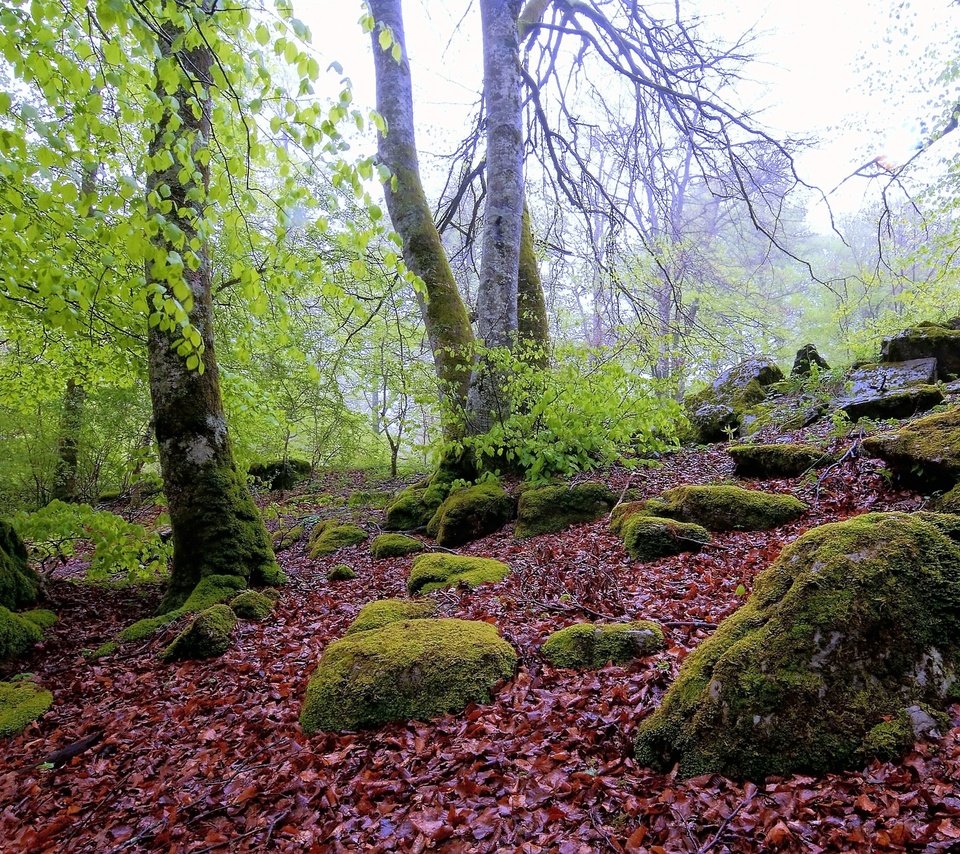 Обои деревья, камни, лес, пейзаж, осень, мох, валуны, осенние листья, trees, stones, forest, landscape, autumn, moss, boulders, autumn leaves разрешение 4288x2848 Загрузить