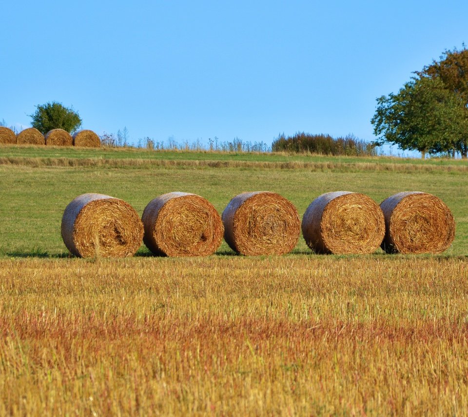 Обои поле, сено, тюки, рулоны, сельское хозяйство, field, hay, bales, rolls разрешение 4998x2761 Загрузить