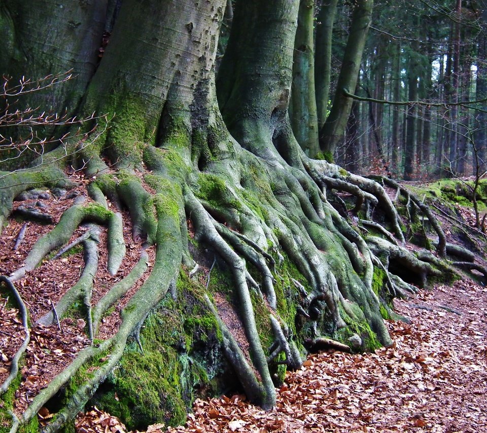 Обои природа, дерево, лес, мох, корни, осенние листья, nature, tree, forest, moss, roots, autumn leaves разрешение 3648x2736 Загрузить