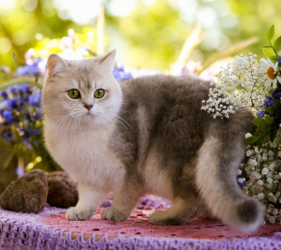 Обои цветы, камни, кот, кошка, столик, flowers, stones, cat, table разрешение 2048x1481 Загрузить