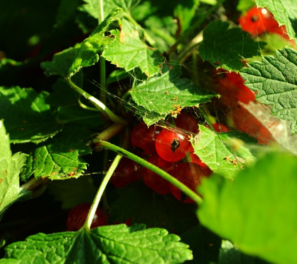 Обои листья, ягоды, красная смородина, смородина, leaves, berries, red currant, currants разрешение 2880x1800 Загрузить