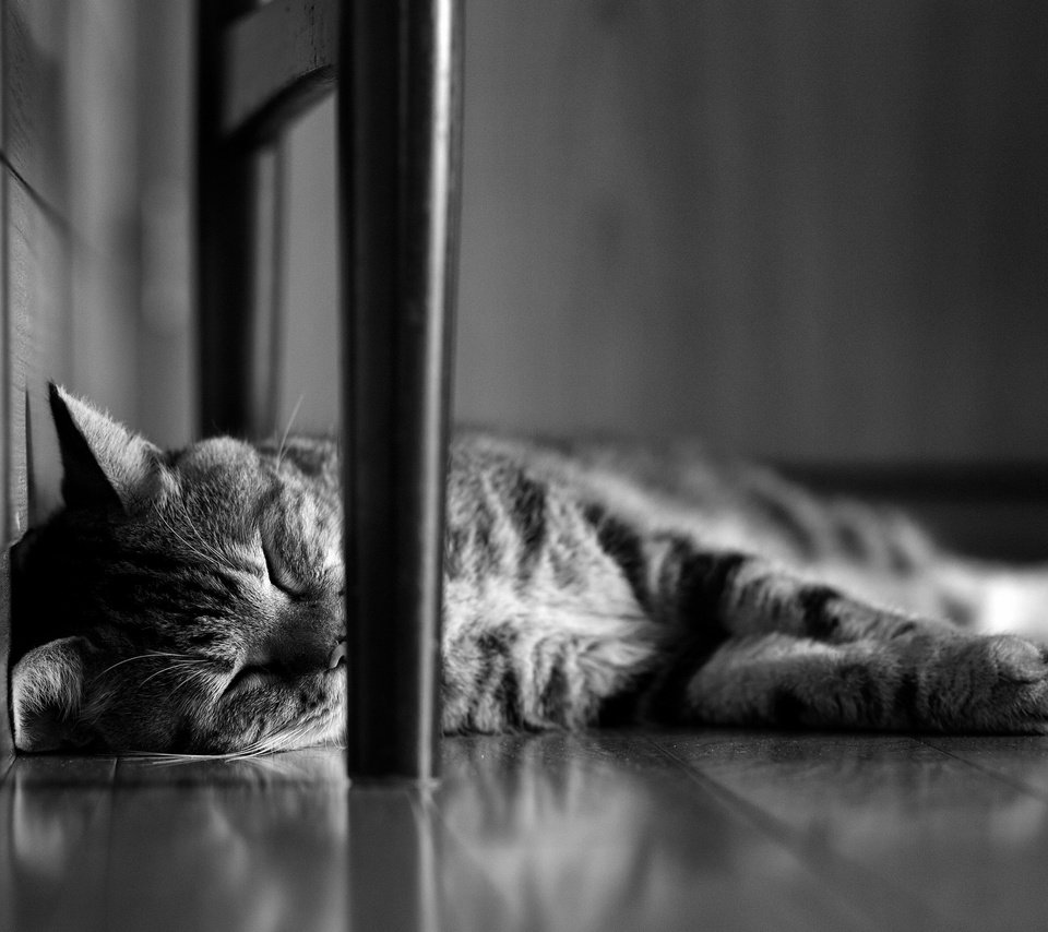 Обои кот, мордочка, кошка, чёрно-белое, сон, лапки, спящий, cat, muzzle, black and white, sleep, legs разрешение 2880x1800 Загрузить