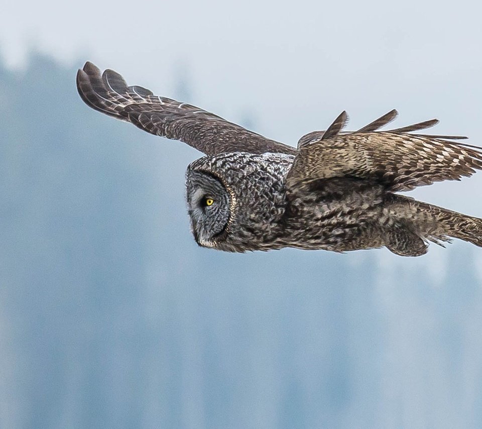 Обои глаза, сова, полет, крылья, птица, клюв, перья, неясыть, eyes, owl, flight, wings, bird, beak, feathers разрешение 1920x1200 Загрузить