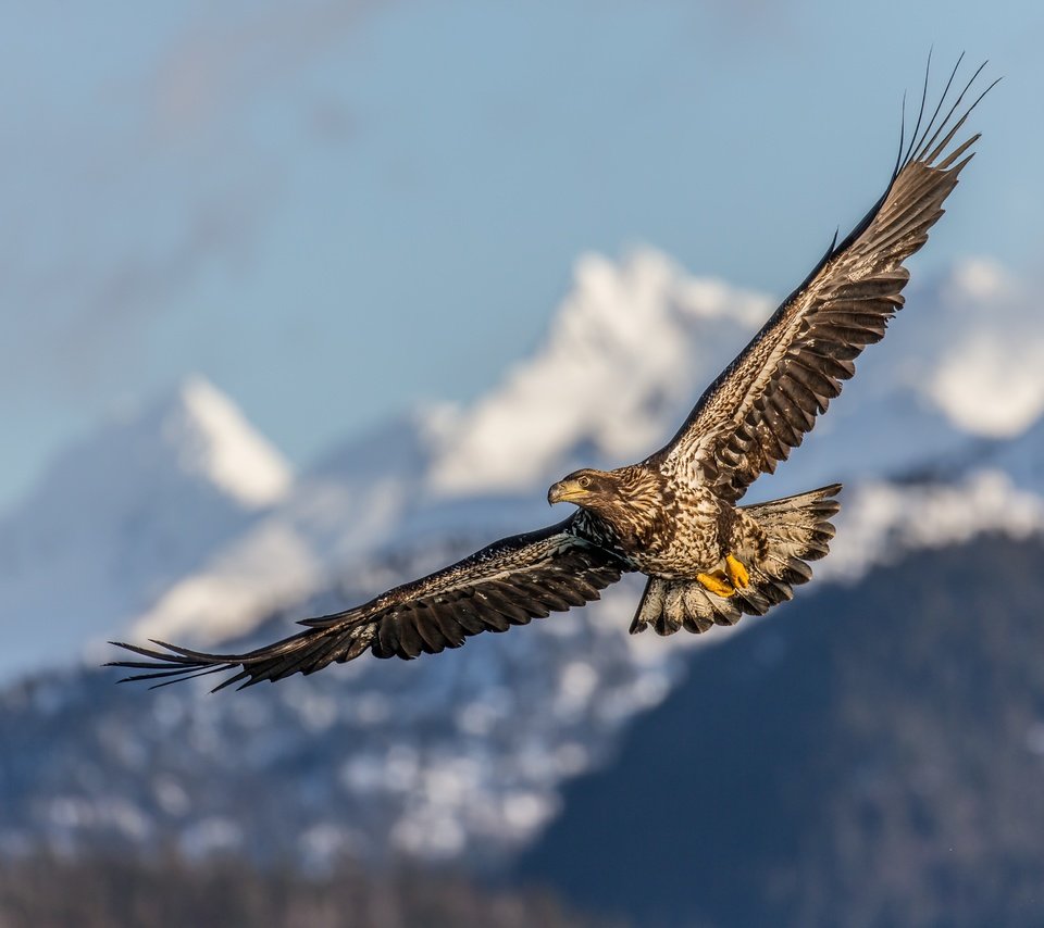 Обои полет, крылья, птица, клюв, перья, беркут, хищная птица, flight, wings, bird, beak, feathers, eagle, bird of prey разрешение 5184x3456 Загрузить