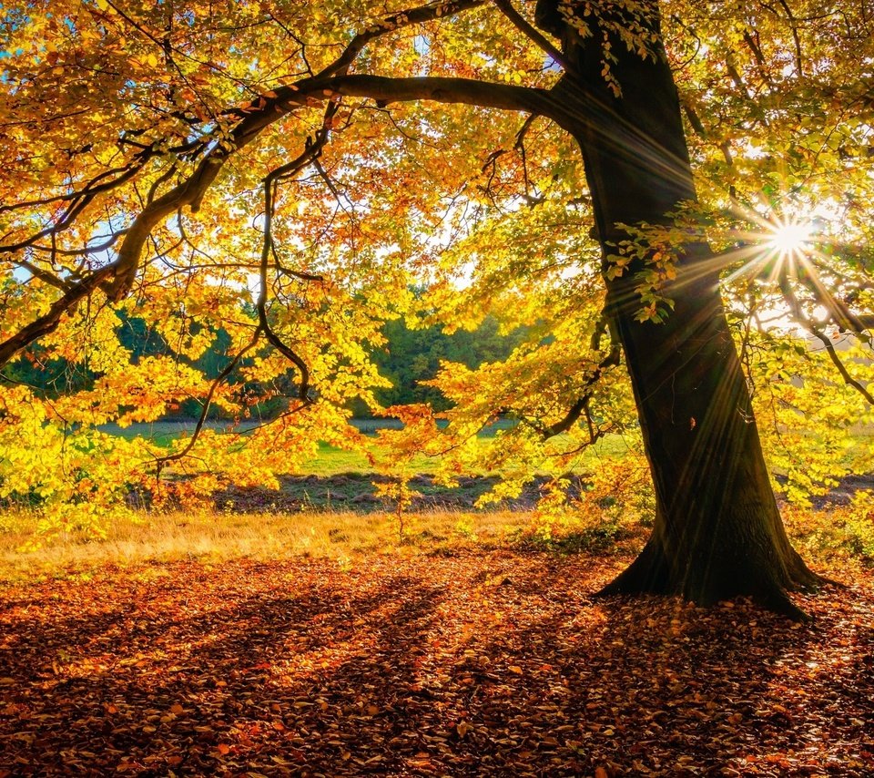 Обои дерево, осень, солнечные лучи, осенние листья, осенний лес, tree, autumn, the sun's rays, autumn leaves, autumn forest разрешение 2048x1360 Загрузить