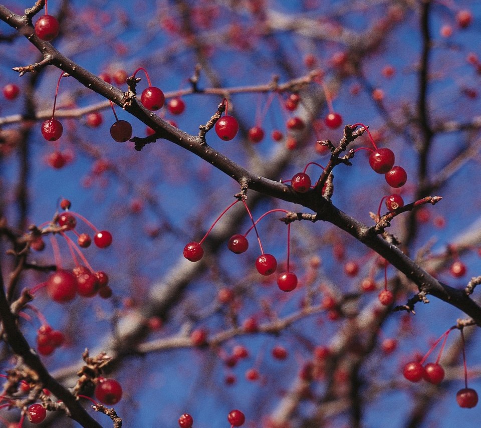 Обои природа, ветки, красные, ягоды, nature, branches, red, berries разрешение 2950x2094 Загрузить