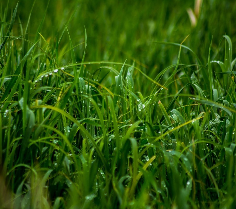 Обои трава, природа, роса, зелёная трава, крупным планом, капли дождя, grass, nature, rosa, green grass, closeup, raindrops разрешение 3000x2000 Загрузить