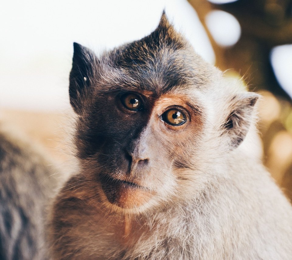 Обои портрет, взгляд, животное, обезьяна, примат, мартышка, portrait, look, animal, monkey, the primacy of разрешение 4928x3264 Загрузить