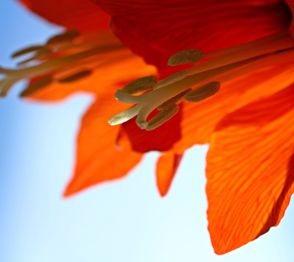 Обои цветок, лепестки, тычинки, крупным планом, амариллис, flower, petals, stamens, closeup, amaryllis разрешение 3840x2560 Загрузить