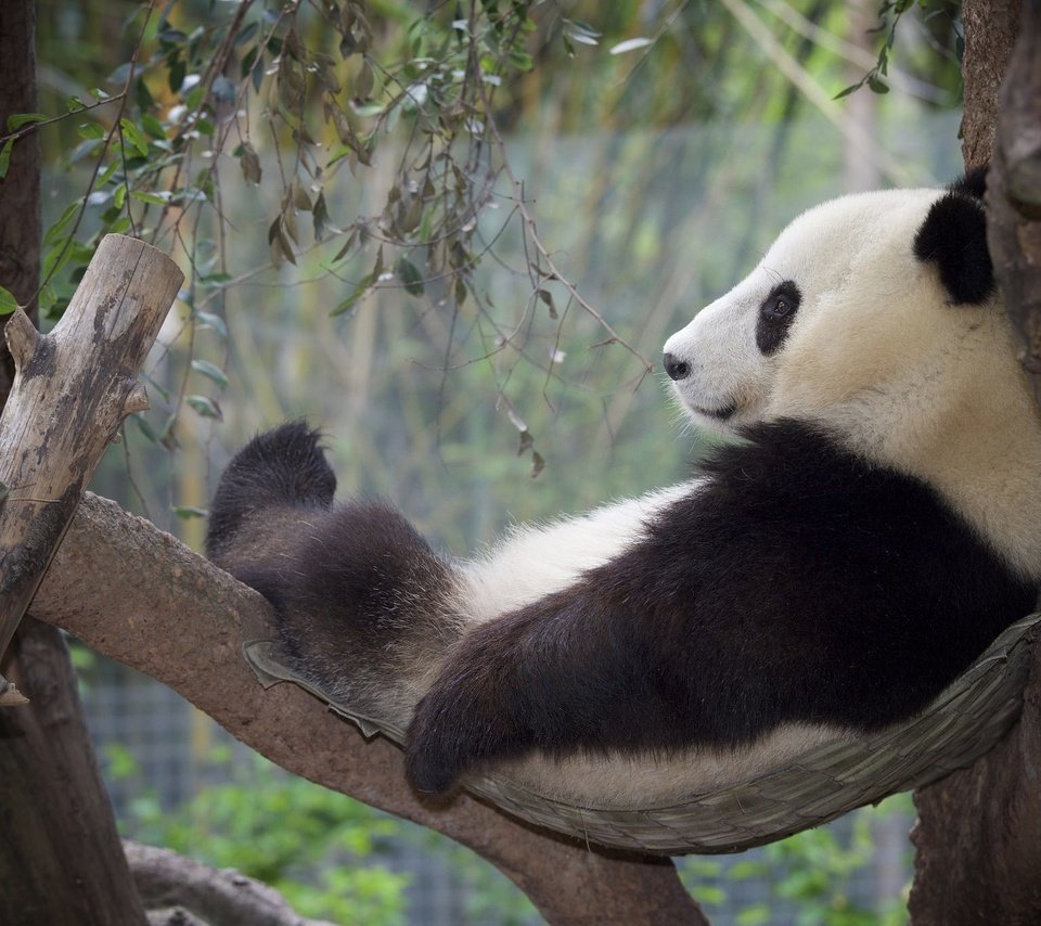 Обои дерево, панда, отдых, бамбуковый медведь, большая панда, tree, panda, stay, bamboo bear, the giant panda разрешение 2048x1365 Загрузить