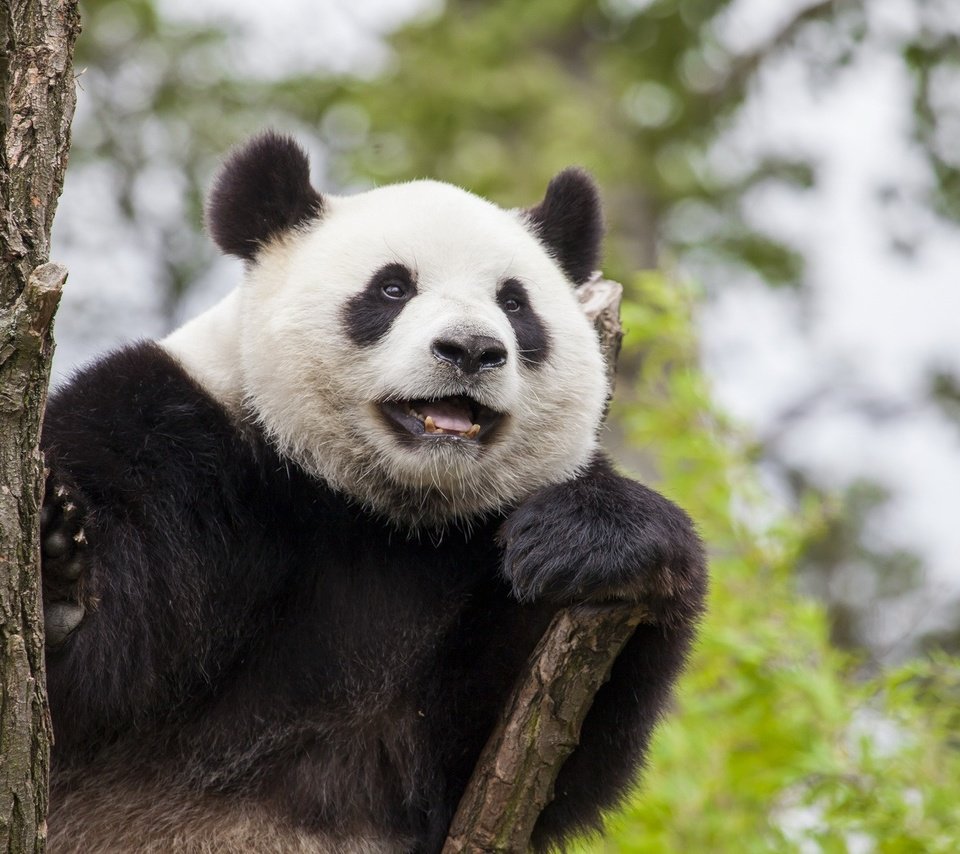 Обои морда, взгляд, панда, бамбуковый медведь, большая панда, face, look, panda, bamboo bear, the giant panda разрешение 1920x1200 Загрузить