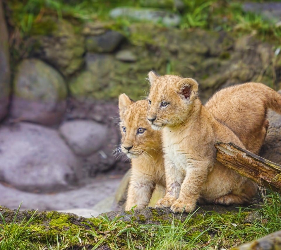 Обои трава, природа, камни, львы, малыши, львята, grass, nature, stones, lions, kids, the cubs разрешение 2048x1280 Загрузить