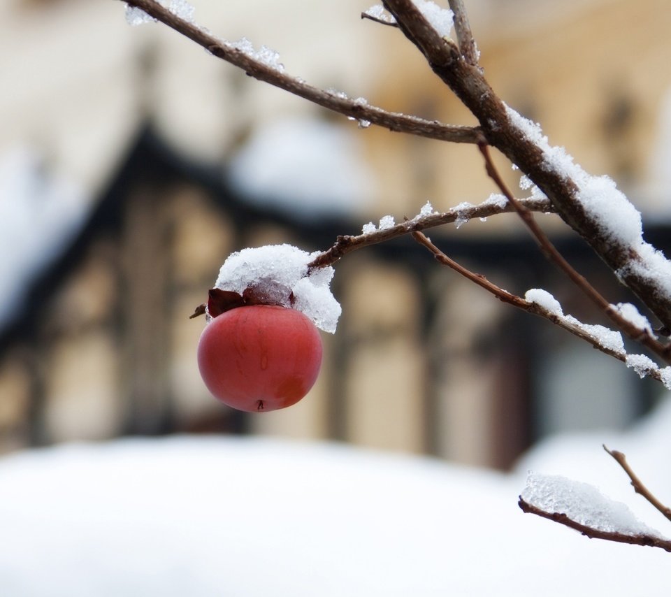 Обои снег, природа, дерево, ветки, фрукты, размытость, яблоко, плоды, snow, nature, tree, branches, fruit, blur, apple разрешение 4096x3072 Загрузить