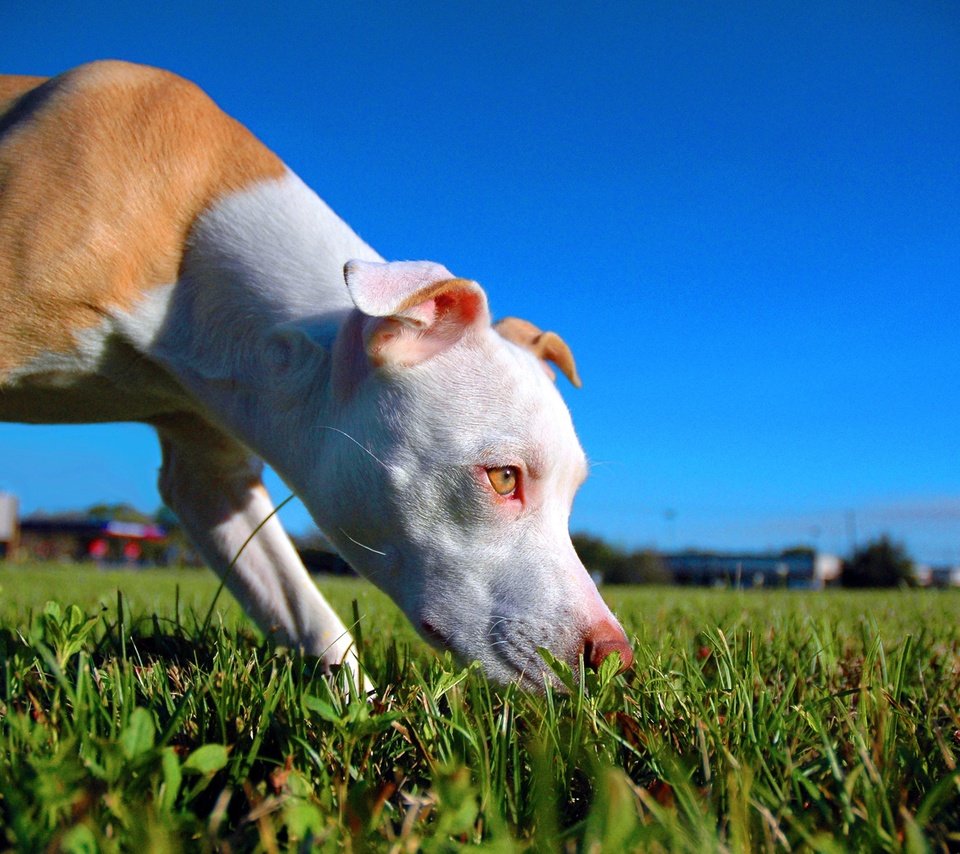 Обои собака, щенок, крупный план, газон, питбультерьер, питбуль, dog, puppy, close-up, lawn, pit bull terrier, pit bull разрешение 2500x1662 Загрузить