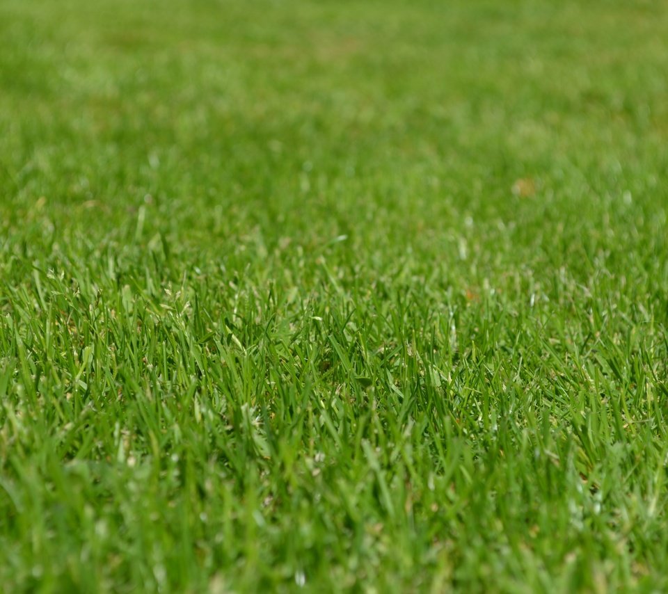 Обои трава, природа, зелень, газон, grass, nature, greens, lawn разрешение 4928x3264 Загрузить