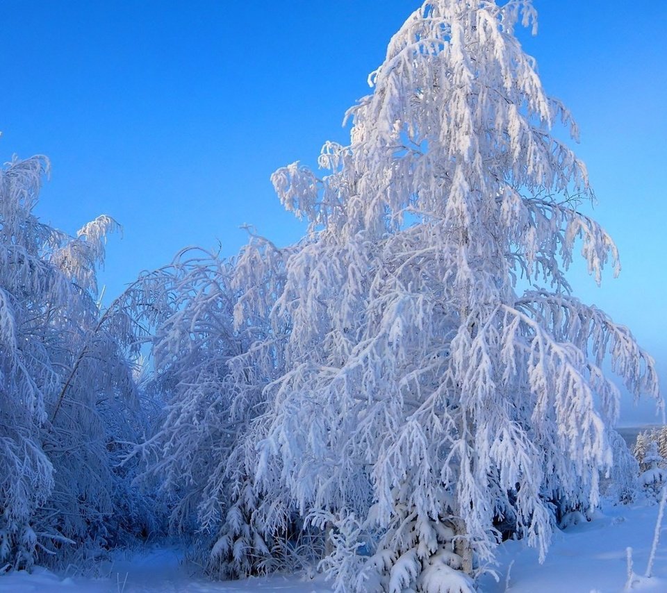 Обои небо, деревья, снег, зима, пейзаж, ветки, иней, the sky, trees, snow, winter, landscape, branches, frost разрешение 1920x1200 Загрузить