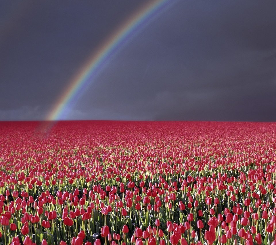 Обои небо, гроза, цветы, природа, пейзаж, молния, горизонт, радуга, тюльпаны, the sky, the storm, flowers, nature, landscape, lightning, horizon, rainbow, tulips разрешение 1920x1080 Загрузить