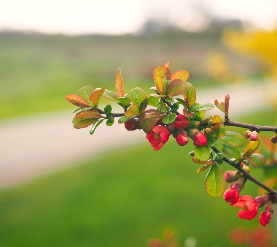 Обои цветы, ветка, природа, цветение, листья, лепестки, весна, flowers, branch, nature, flowering, leaves, petals, spring разрешение 3840x2880 Загрузить