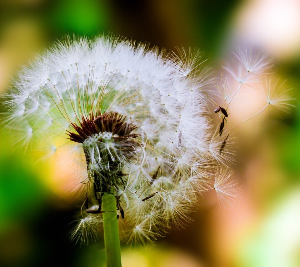 Обои цветок, одуванчик, семена, пух, пушинки, боке, былинки, flower, dandelion, seeds, fluff, fuzzes, bokeh, blade разрешение 3012x1940 Загрузить